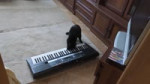 Black cat playing piano. Черный кот играет-b9waOQsovU.mkv