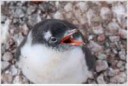 goudier-island-port-lockroy-baby-gentoo-penguin-calling-lar[...].jpg