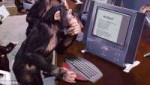 monkey-computer.jpg