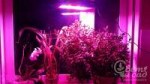 svetodiodniy-fitosvetilnik-165w-Led-Grow-Light4[1].jpg