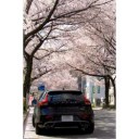 14446576226260 volvo v40 tree garden japan pink расход.jpg