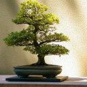 bonsai01.jpg