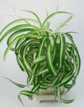 chlorophytum016.jpg