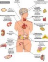 endocrin-system[1]