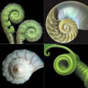 c0c8e6c084b21ef3485e3432f840bad7--fibonacci-spiral-nature-a[...].jpg