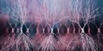 neurons21200x600.jpeg