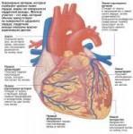 stroenie-serdca[2].jpg