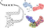 Collagen-fi-bril-and-glucosepane-Panel-a-shows-a-schematic-[...].png