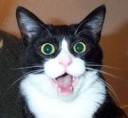 20-Funny-Shocked-Cat-Memes-1.jpg