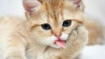 cute-cat-pictures-fluffy-cat-licking-its-paws.jpg