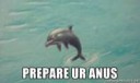 sndolphin-prepare-ur-anus.jpg