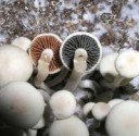 Panaeolus-cyanescens03.jpg