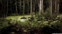 swampforest2-wallpaper-1366x768.jpg