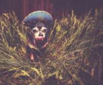 depositphotos206851430-stock-photo-cute-chihuahua-tall-gras[...].jpg