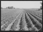 rupert-idaho-vicinity-potato-field-1024.jpg