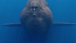 The Aquatic Horror (SCP-1128) - Thalassophobia Animation-(720p).mp4