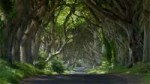 darkhedges720.jpg