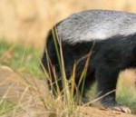 599-safari-wildlife-guide-honey-badger.as.jpg