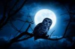 Night-Owl.jpg