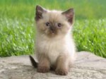 Cute-Cats-008.jpg