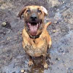 muddy-pups-are-my-spirit-animal-215.jpg