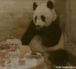 Panda.gif