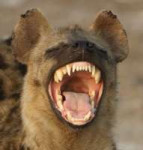 hyena-laughing1-470x490.jpg