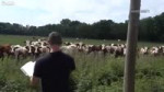 cow opera.mp4