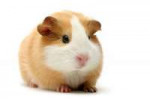 Cavia-porcellus.jpg