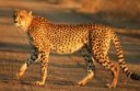 CheetahKruger