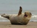 Funny-Animal-Laughing-Sea-Lion-Picture