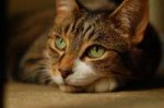 cats-waiting-cat-closeup-sweet-start-wgrovum-hd-pictures-73[...].jpg