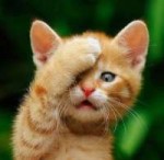 facepalm-cat-e1342180985100.jpg