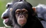 chimp1476818c.jpg