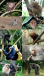 Primates-somefamilies.jpg