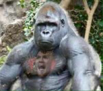 Gorilla.jpg