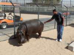 alistair-overeem-with-hippo.jpg