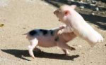 micropig smackdown.jpg