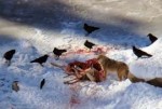 Yellowstone coyote on elk Rick Lamplugh.jpg