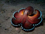 Octopus.jpg