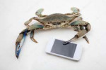 depositphotos18548249-stock-photo-blue-crab-holding-mobile-[...].jpg