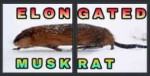 Elongated-Muskrat-evshes3hlyi01.jpg