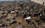 festival-Gadhimai-1.jpg