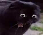 screamingcat.png