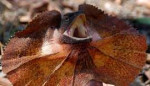 frilled-lizard-2.jpg