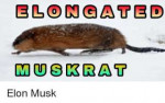 elongated-findmeofline-savagerealms-daughter-muskrat-elon-m[...].png