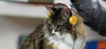 deadmau5-cat-headphones-hero.jpg