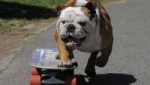 151030064738-tillman-the-english-bulldog-file-super-tease.jpg