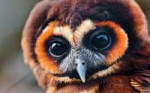 owl-3840x2400-5k-4k-wallpaper-national-geographic-eyes-wild[...].jpg