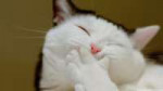 121751bored-cat-hd-desktop-wallpapers-widescreen-high-defin[...].jpg